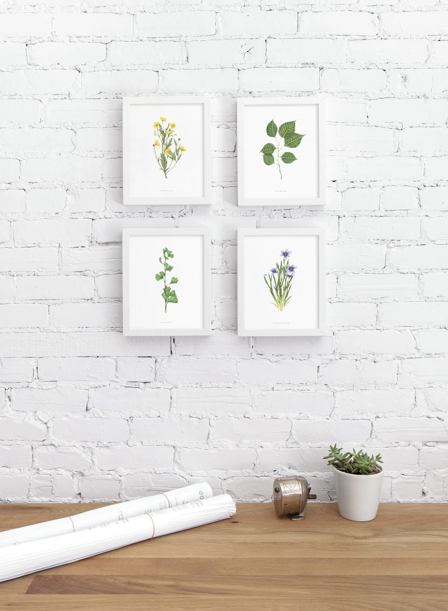 Ficus Religiosa, Poster